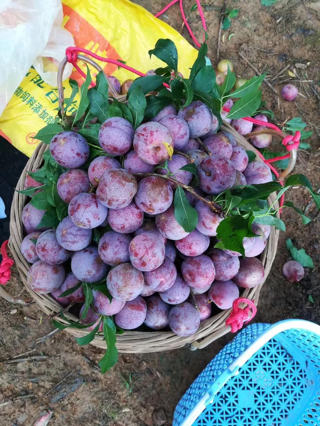 三华李南华李的区别,银妃三华李是早熟好还是迟熟好吃