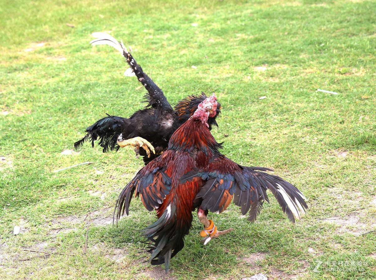 鸡眼各个时期图片,鸡眼初期到后期的照片