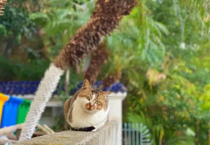 2023年厦门自由行热门攻略,厦门春节旅游攻略自由行最佳路线