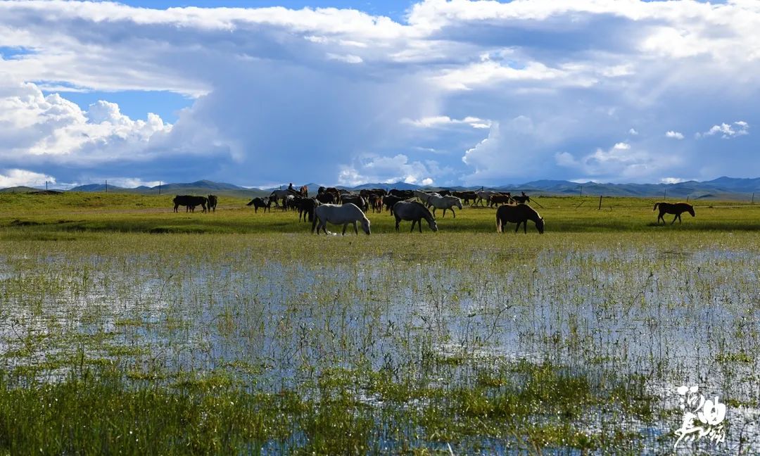 西安甘南自驾最佳线路攻略,甘南自驾3-4天最佳线路攻略