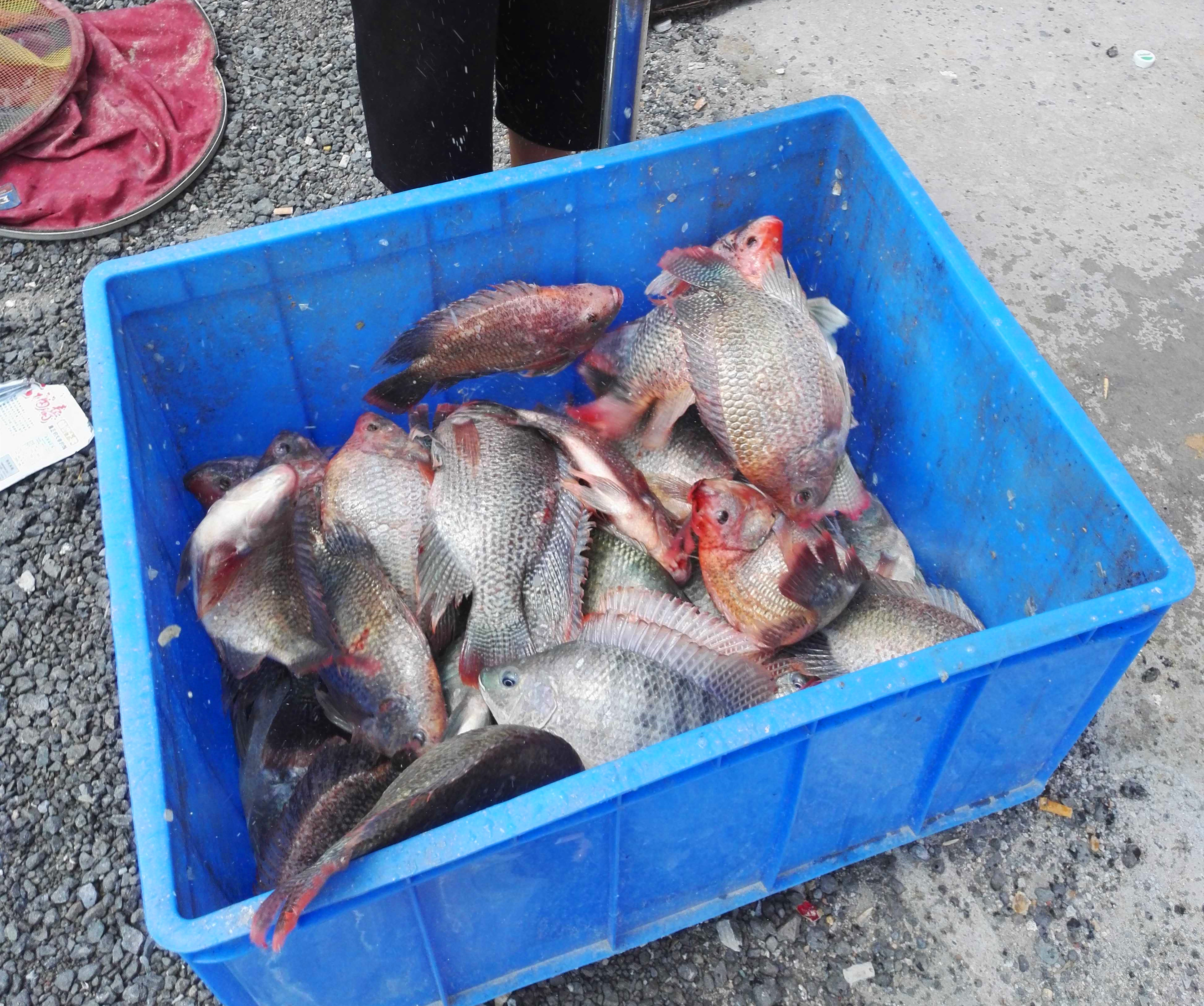 冬季黑坑罗非鱼如何开饵料,自制黑坑罗非鱼饵料怎么调