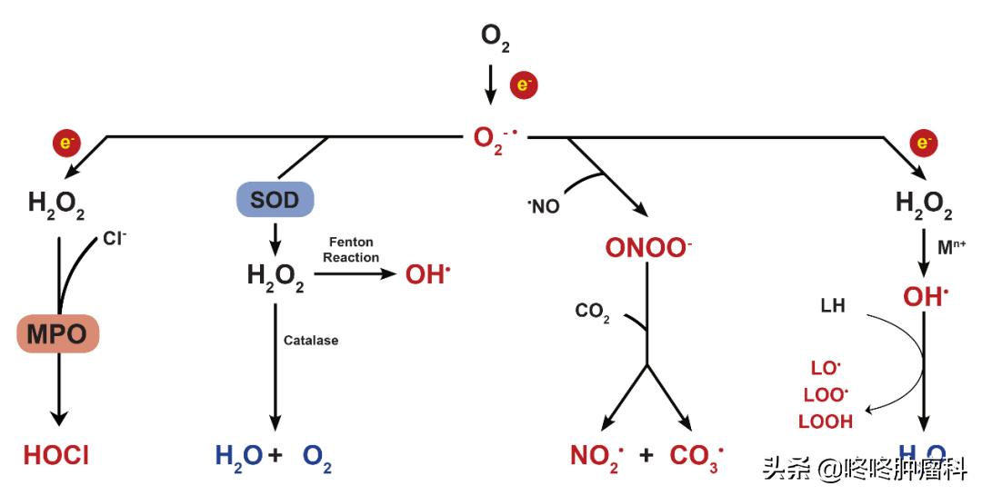 癌症提高免疫力药,癌症治疗过程中的增敏药是什么