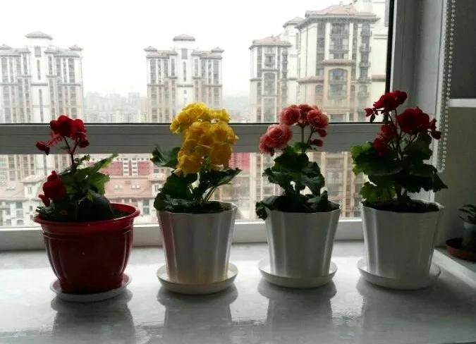 栀子花月季花叶子发黄有黑斑点,茉莉栀子花叶子发黄怎么办