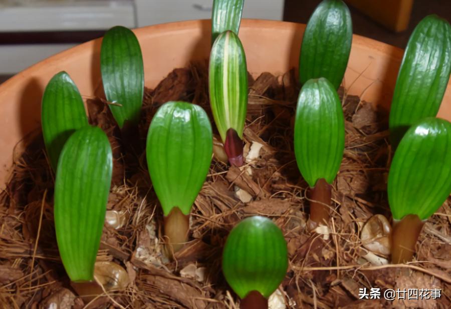 君子兰小苗怎样栽养才能旺盛,用一粒种子如何养出一盆君子兰