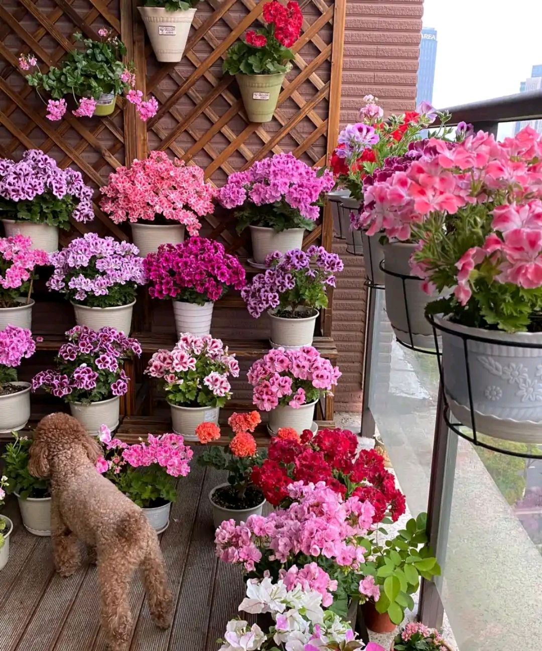 这“38种花”，当你开始收集品种时，你已入坑颇深