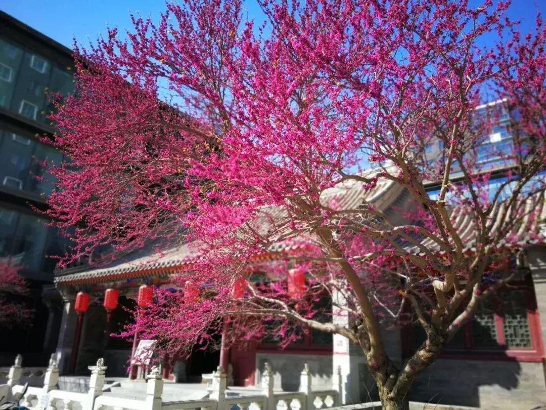 景瑞NAGA上院：京城核心区不良资产涅槃重生样本|睿和研究