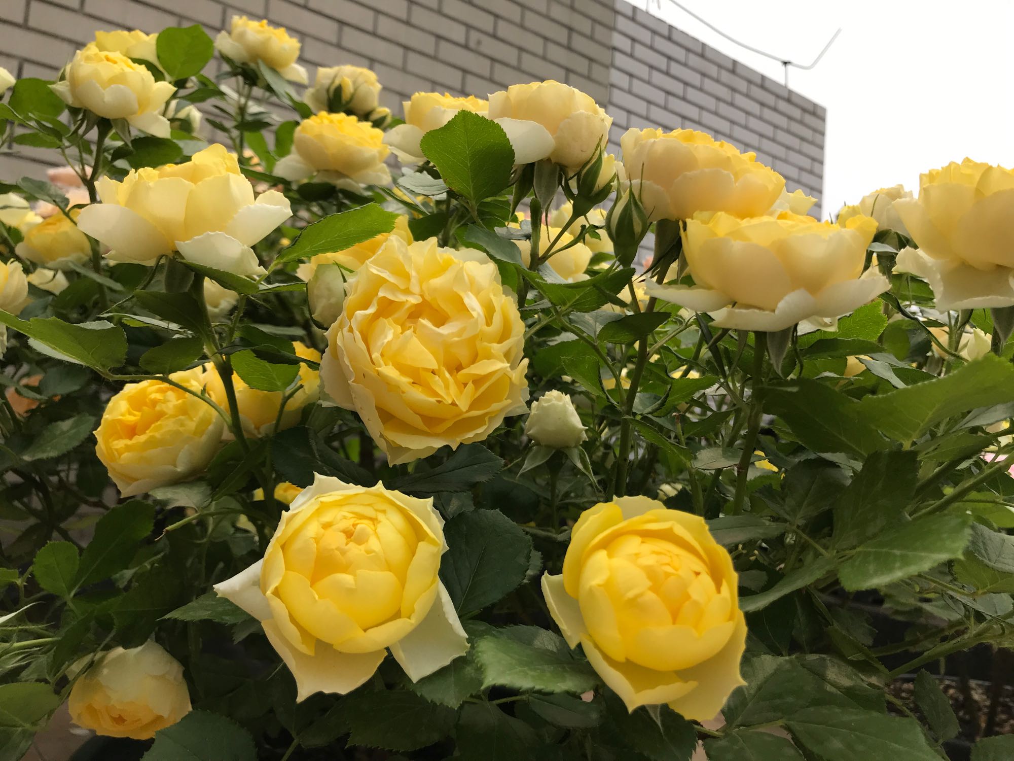 月季夏天可以给花苞戴网套吗,月季花苞网套