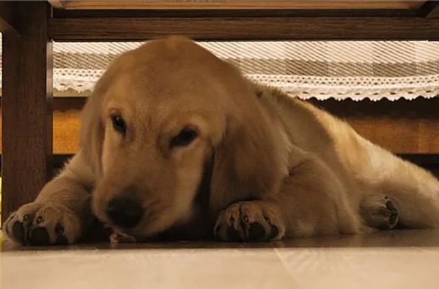 狗狗躲在床底下是表达什么意思,狗狗为什么喜欢躲床底下睡觉