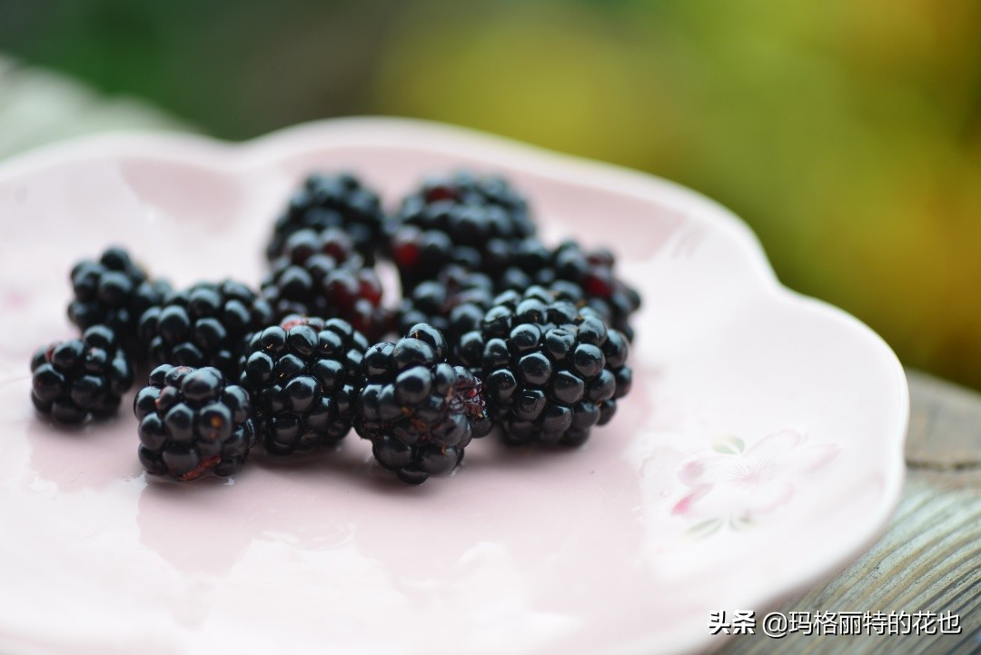 花园里种树莓吗,树莓在庭院里如何种植