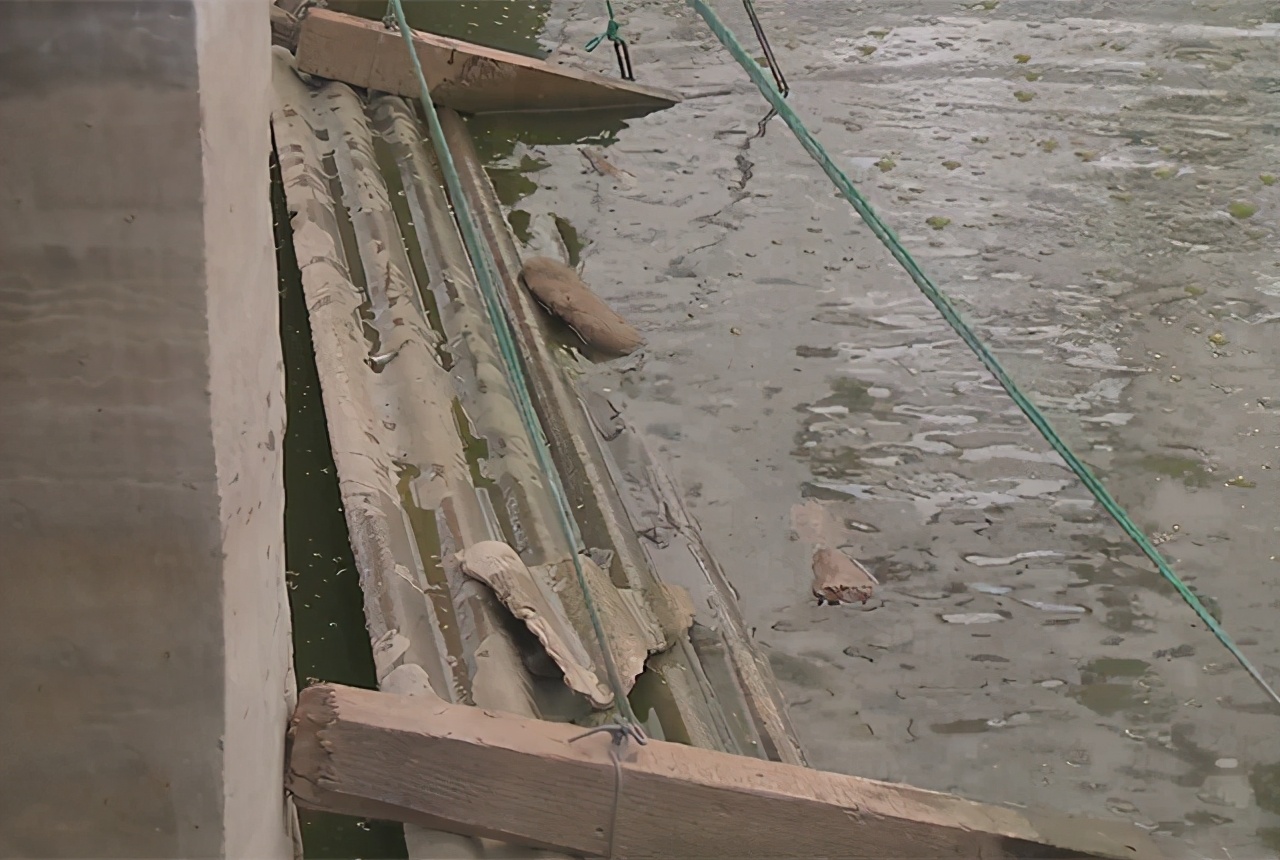 大棚养殖老鳖,大棚养鳖技术