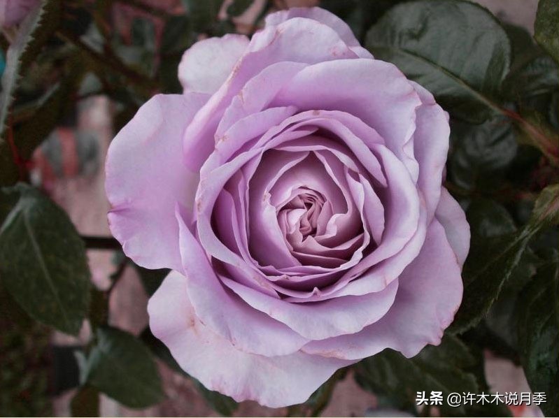 30种黄色月季,10种超美的蓝色月季