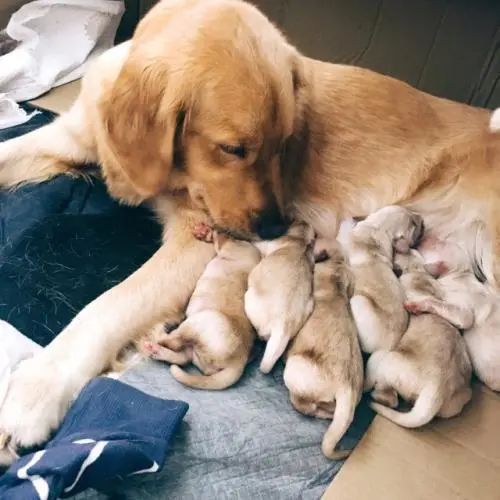 准备好迎接了吗英文翻译,准备好迎接除夕了吗