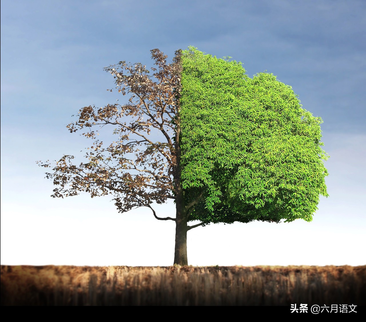 枯树作文,预测2017年中考作文