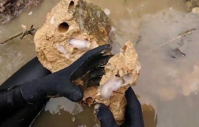 船蛆是什么贝类,船蛆贝类