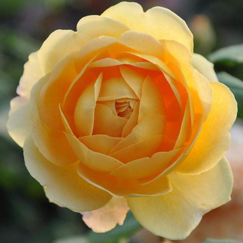 20种必买月季品种图片,网购月季有哪些品种好活