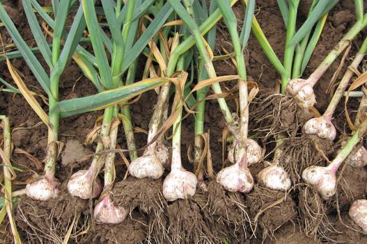 大蒜的常见病害及应对措施,大蒜储藏期主要病害