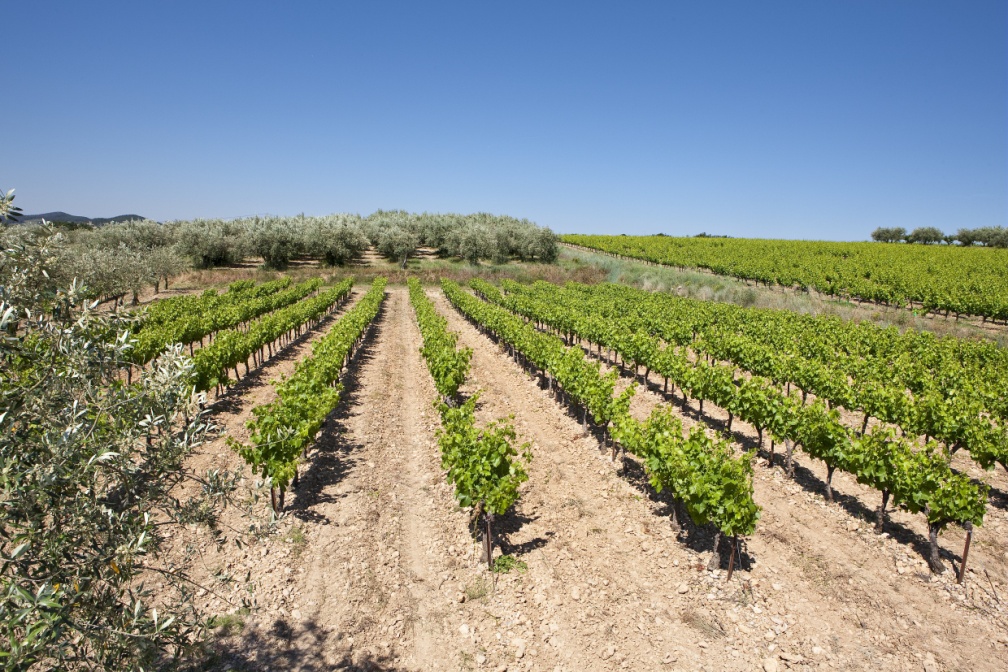 罗纳河谷陈年葡萄酒,全球销量第一的罗纳河谷葡萄酒