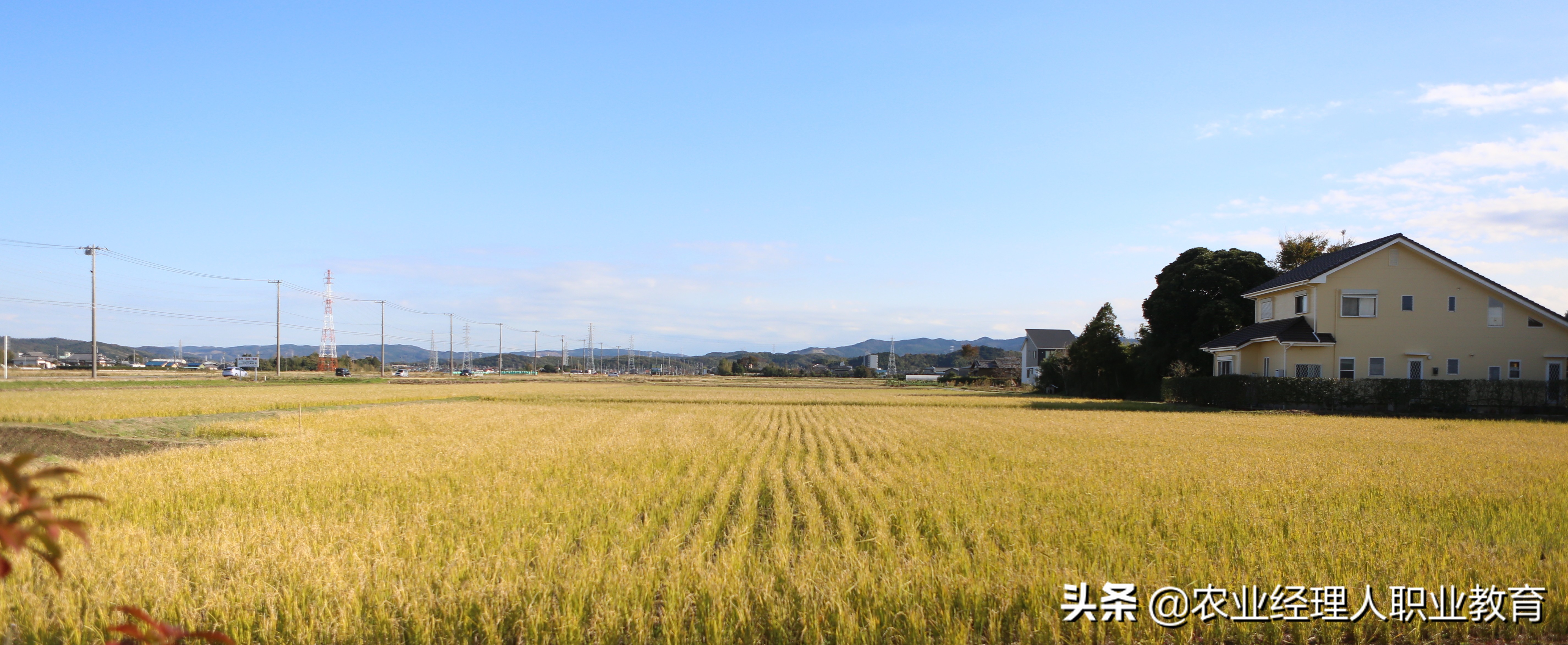 日本的精致化农业之路,全球最先进农业模式