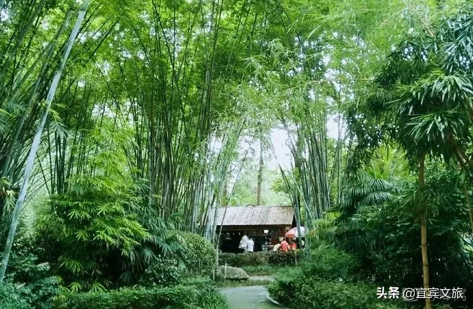 国内赏竹,中国人赏竹