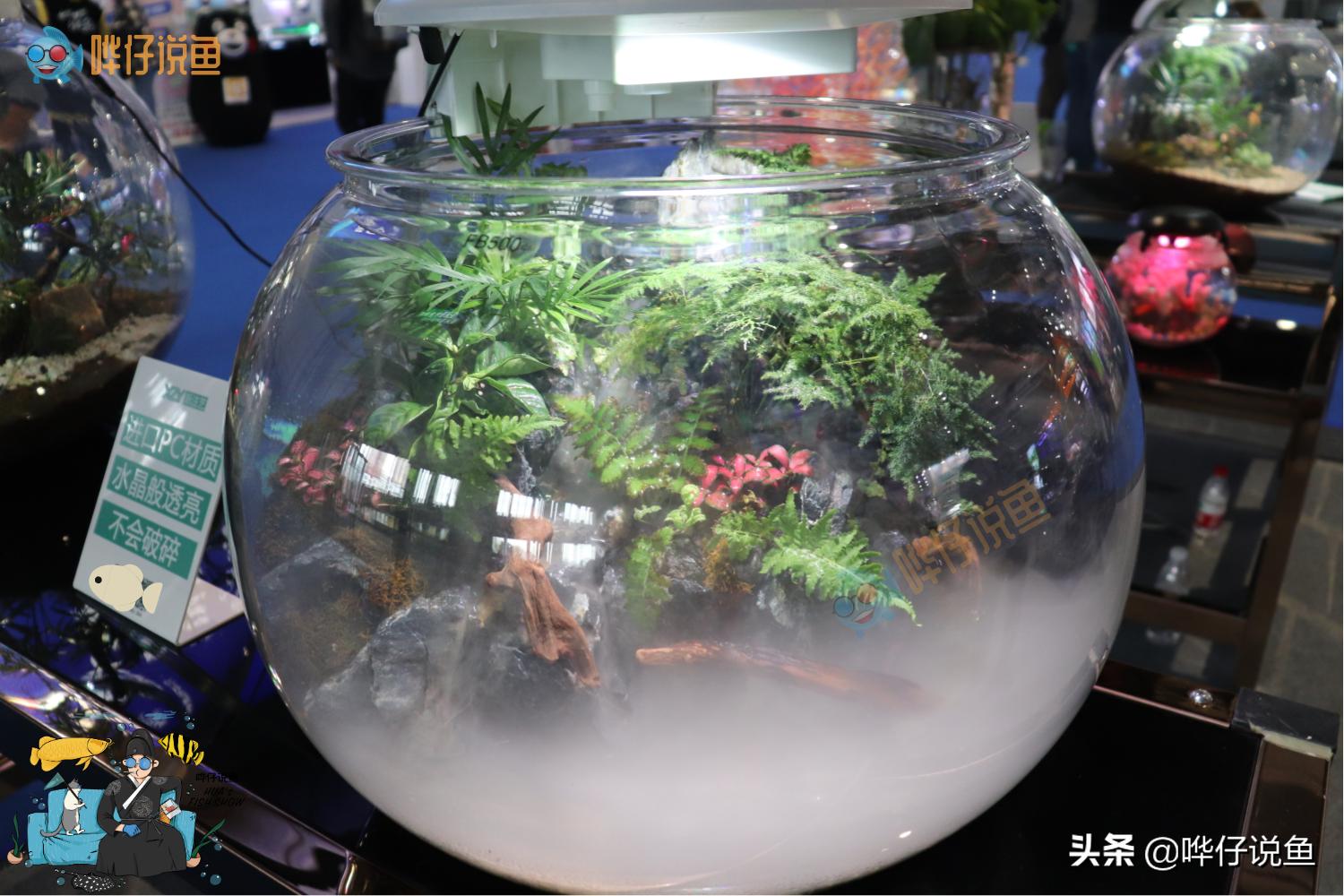 圆形鱼缸适合养什么鱼,圆形鱼缸会不会爆缸