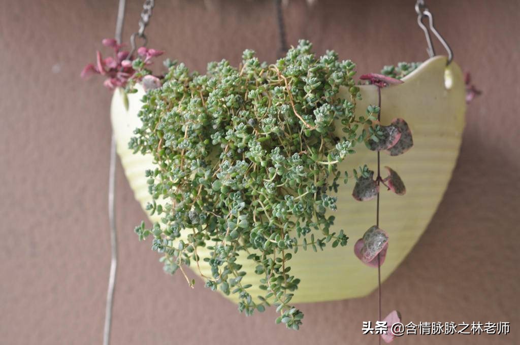 家里植物长得不好有什么说法,家里什么植物都养不好是什么原因