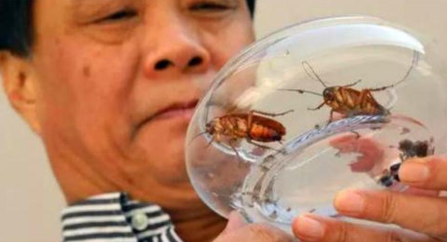 李延荣蟑螂养殖场具体位置,李延荣蟑螂养殖场现在怎么样了