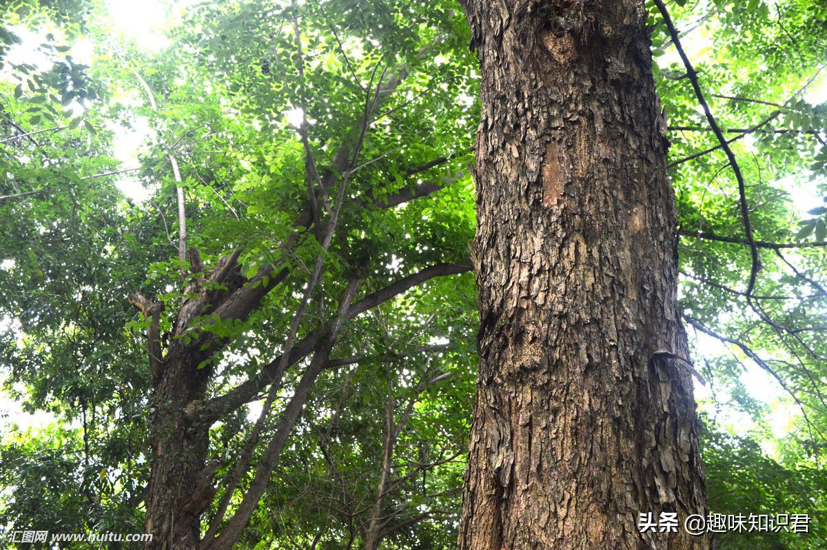 世界100个奇葩冷知识,世界上真的有趣的冷知识