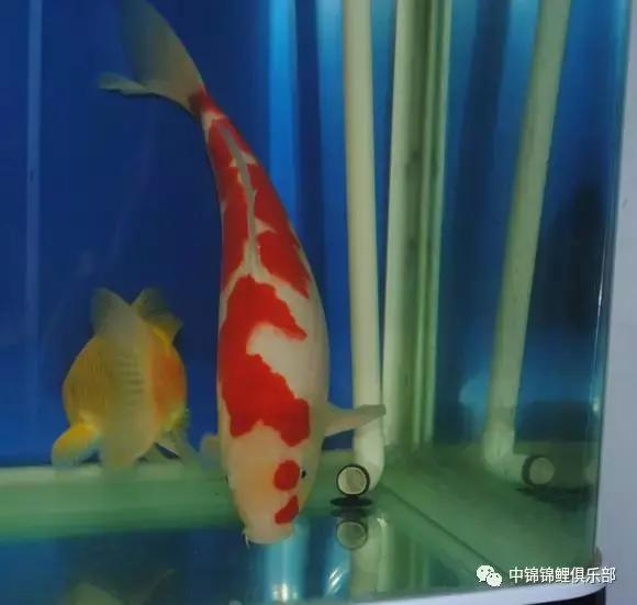 新手养锦鲤养多大的鱼,新手入门养锦鲤鱼