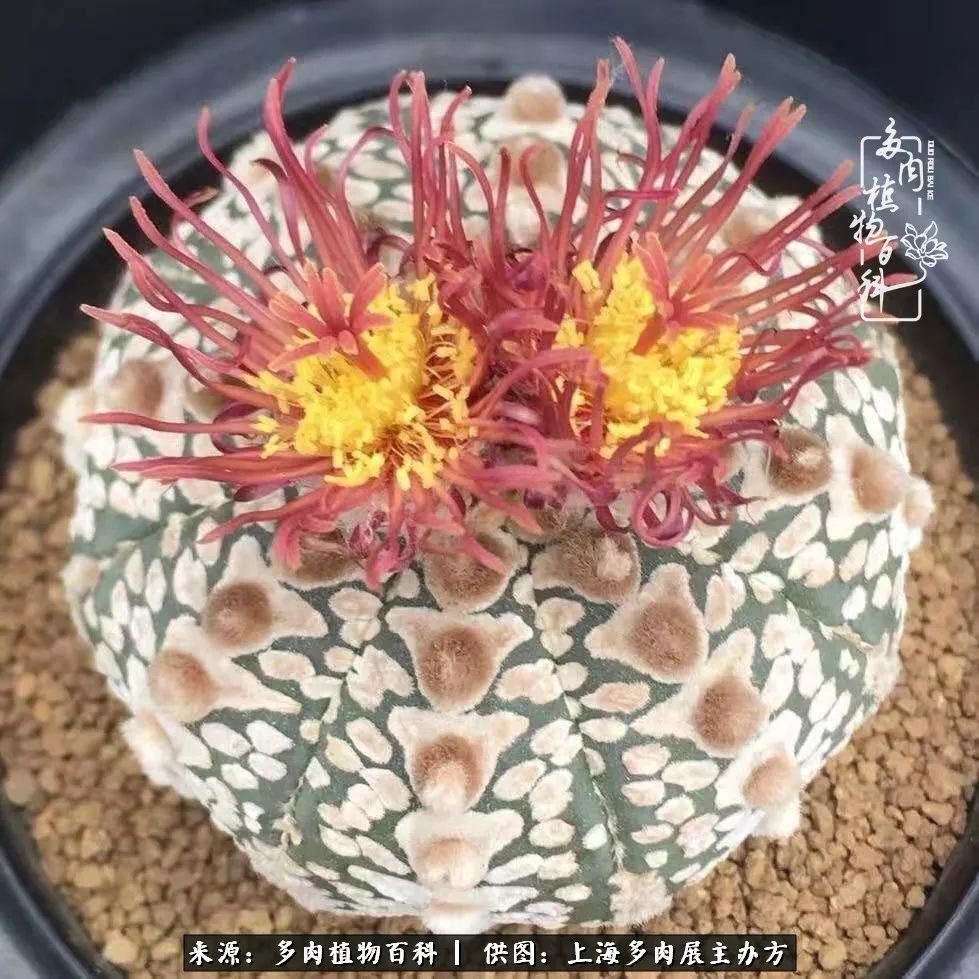 2023多肉展会直播,2023上海多肉植物展