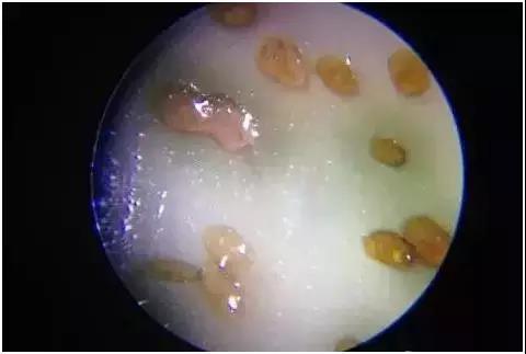 星月菩提可以碰水吗？实验结果告诉你