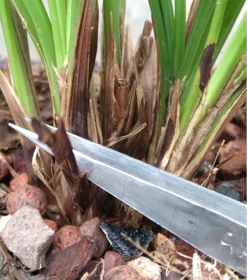 兰花上盆步骤详细演示讲解,兰花刚上盆几天可以浇水