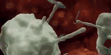 关于精子卵子结合的纪录片,精子卵子结合讲解视频