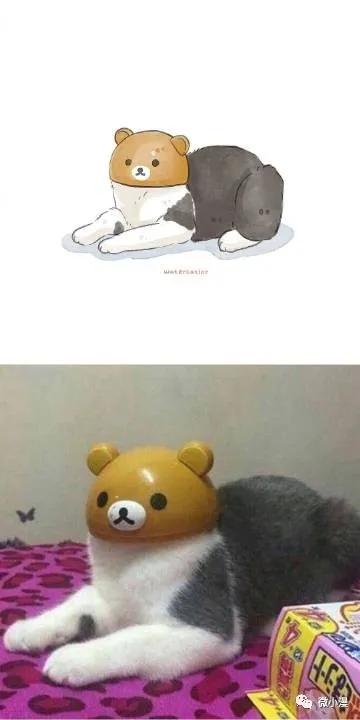 猫咪呆傻日常漫画,搞笑漫画喵星人为什么不开心