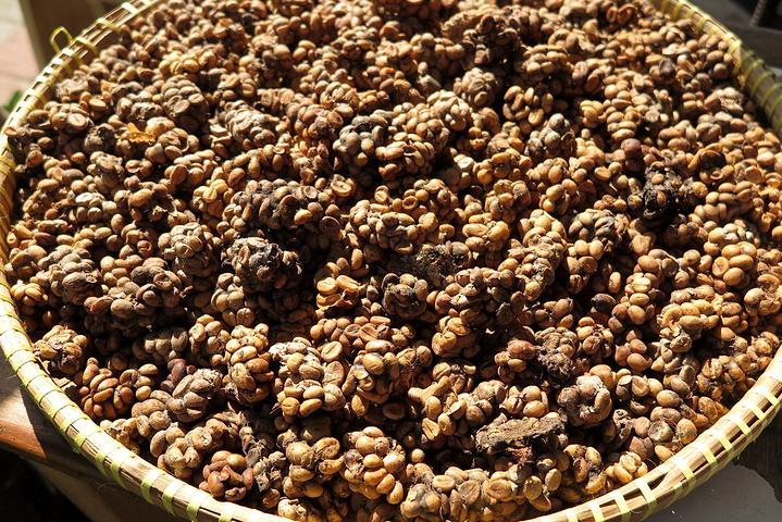 猫屎咖啡真的是猫屎吗,猫屎咖啡为什么叫猫屎咖啡