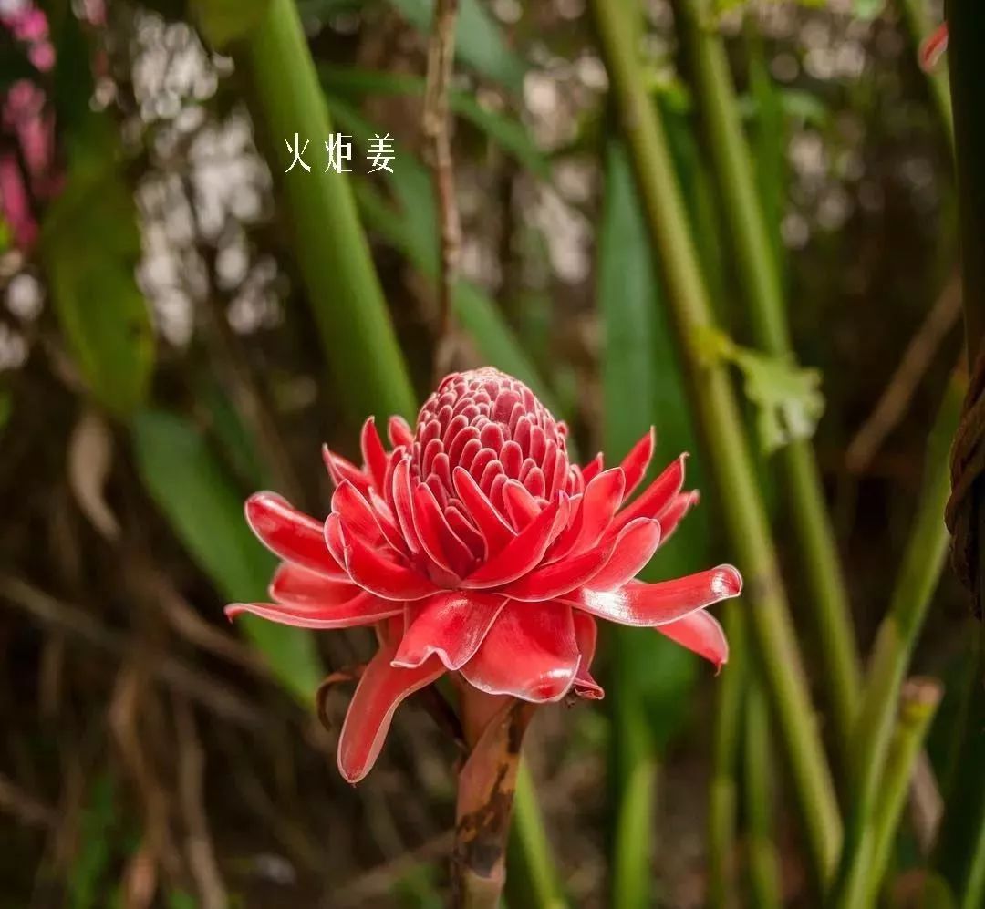 鲜花店常见花材品种大全,花店里同款的两种不同价格的花材