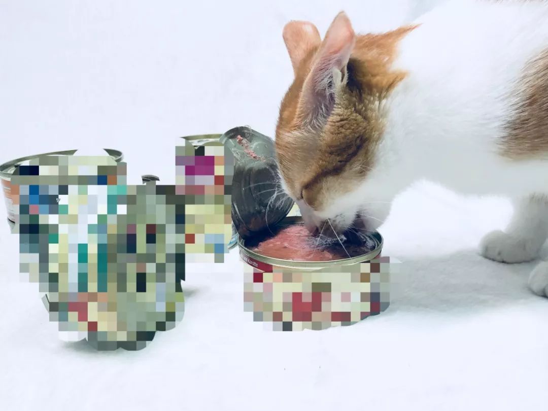 宠物饲料宠物食品,宠物食品需要了解什么