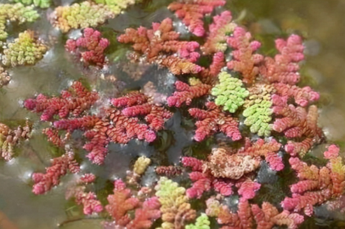 4000万年前地球生物,2000万年前冰河世纪消失的动物