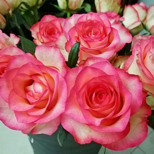 月季玫瑰蔷薇芍药牡丹的区别,玫瑰是月季和蔷薇的杂交