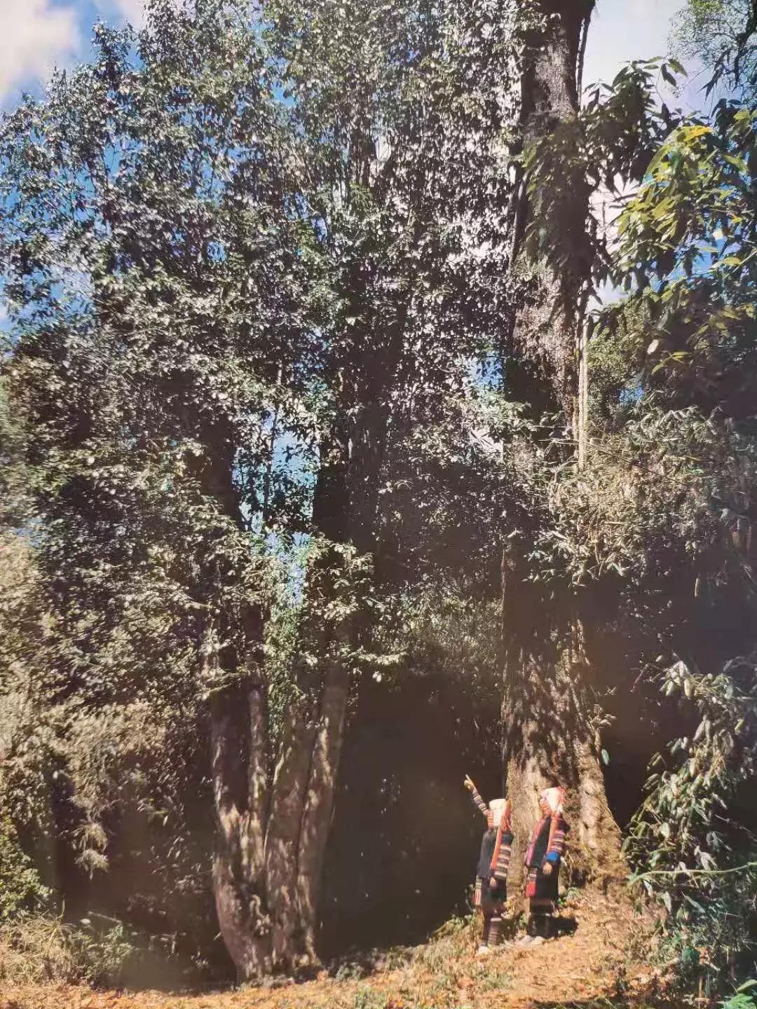 乔木茶与灌木茶树的区别,为什么有的茶树是灌木有的是乔木