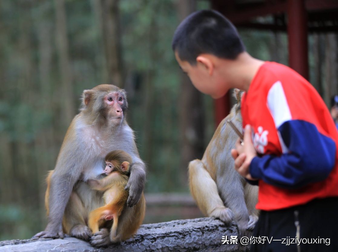 张家界旅游两人同行优惠,张家界结伴旅游多少钱一个人去