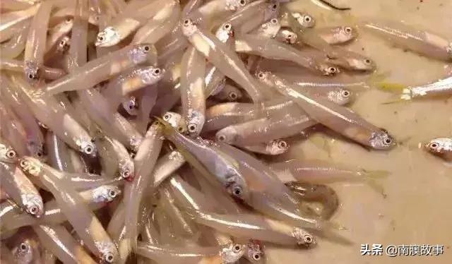 南澳渔民捕鱼视频,南澳渔民出海