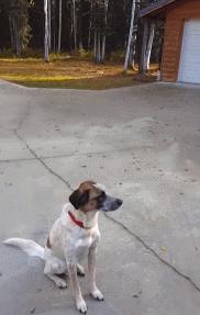 人狗大战电影免费观看,第一次人机大战视频