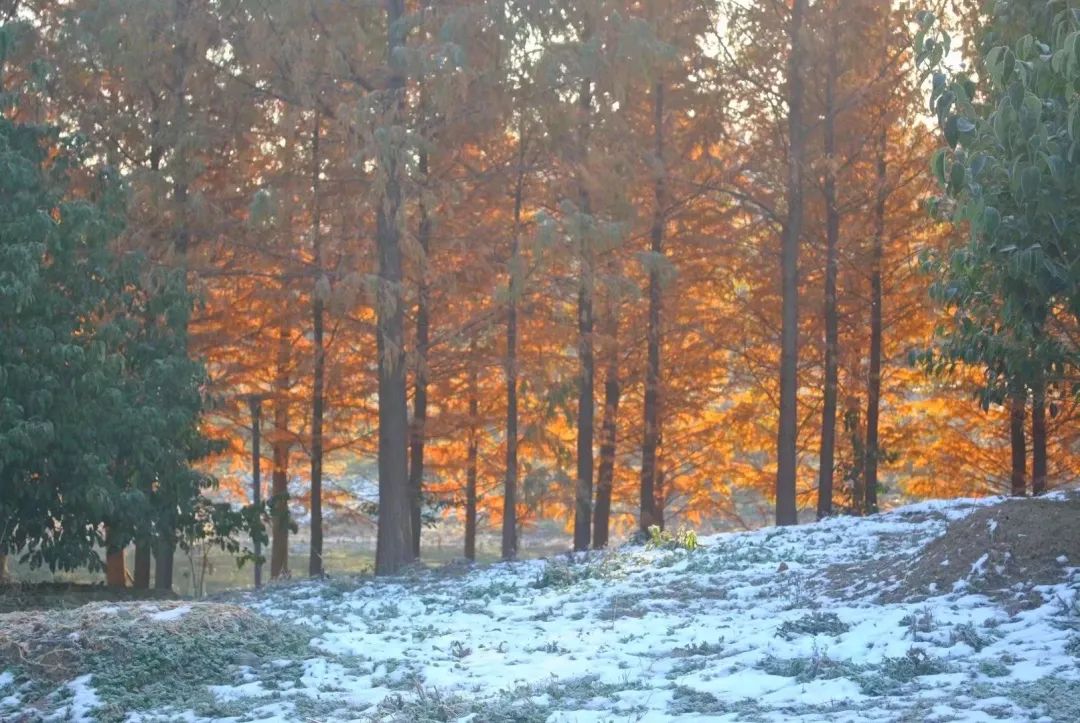 草木人间的丁香花,草木人间夏天
