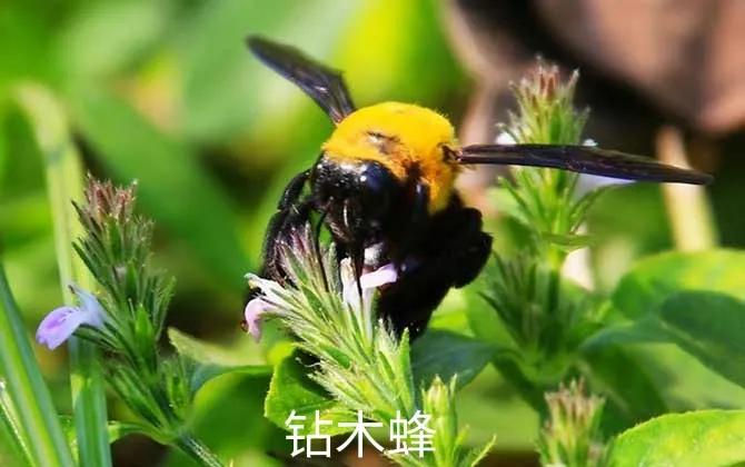 大山里常见的毒蜂,杀人蜂虎头蜂怕什么