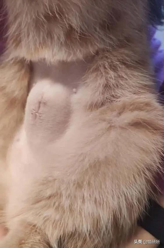 猫咪术后感染是什么表现,猫咪做完手术应激是怎么造成的