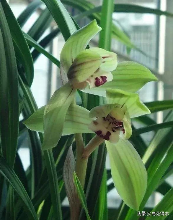 春兰大富贵春剑大富贵区别,春兰大富贵vs春剑大富贵