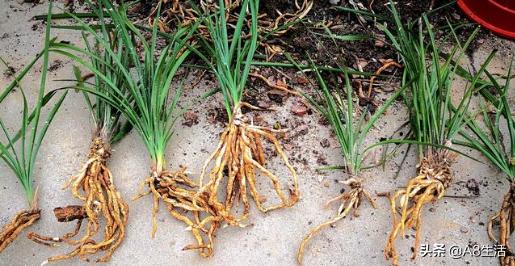 长寿梅蕙兰怎么种植,蕙兰老八种兰花哪一种最好