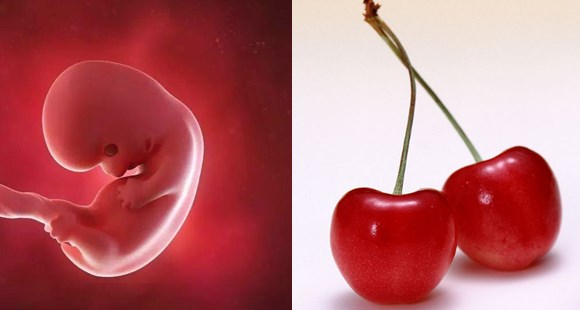 1-40周胎儿发育拍照片记录对比,一张图看懂胎儿发育