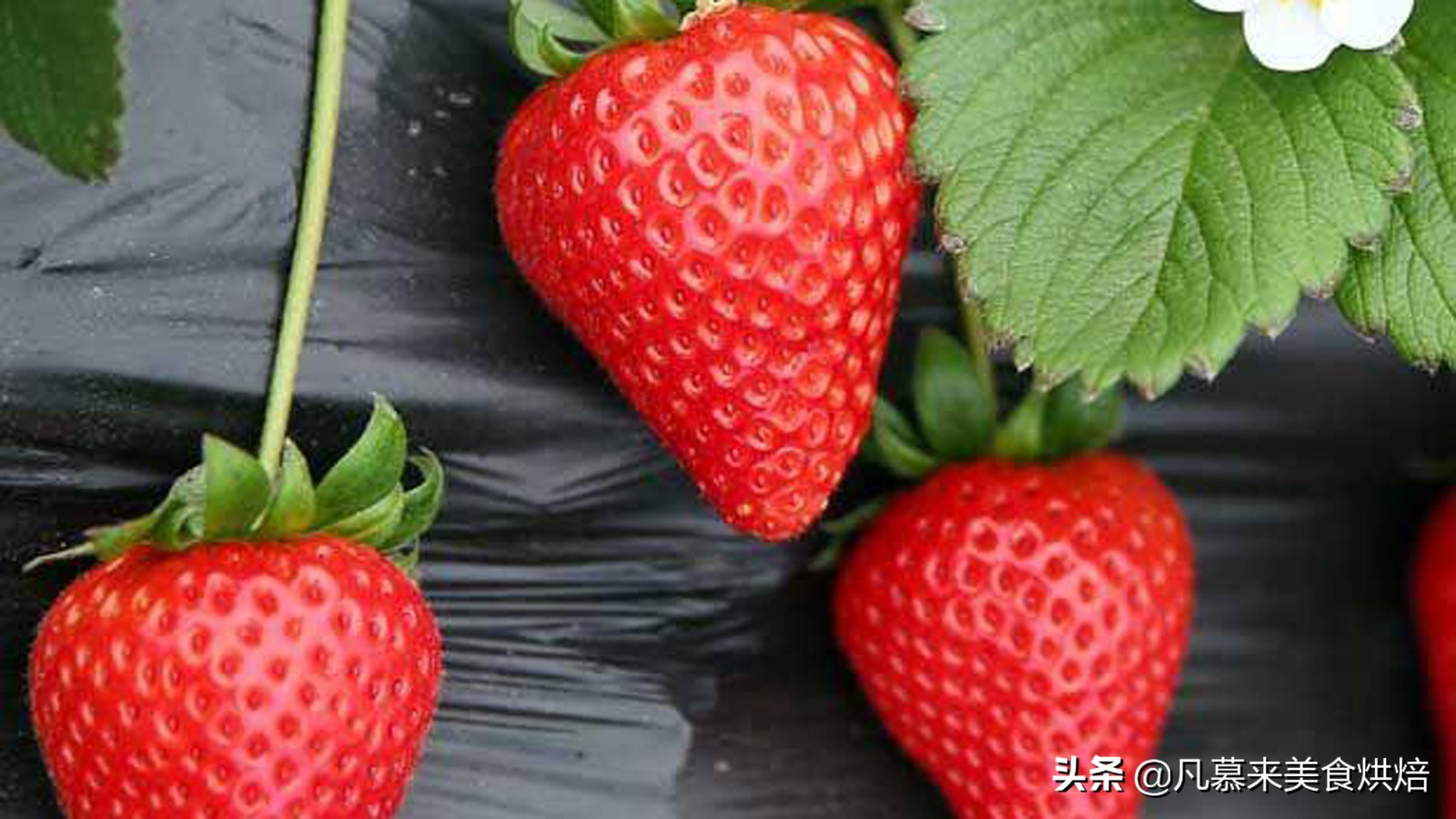 草莓哪个品种最好吃又好种,2018产量最好最大的草莓品种