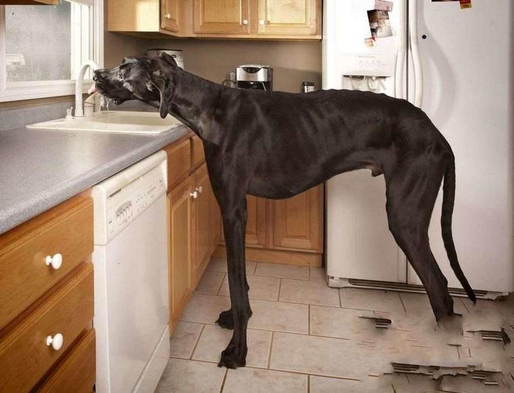 短腿狗腊肠犬,吉尼斯纪录最长的腊肠犬